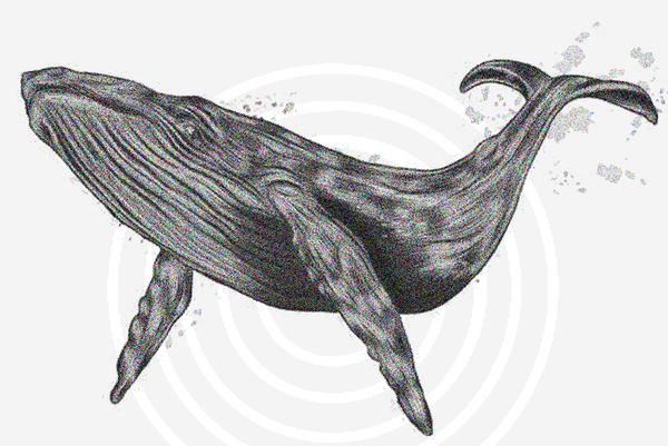 Animação mostra impacto de embarcações marítimas na vida de uma baleia azul