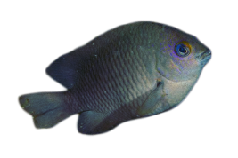 Peixe Donzelinha