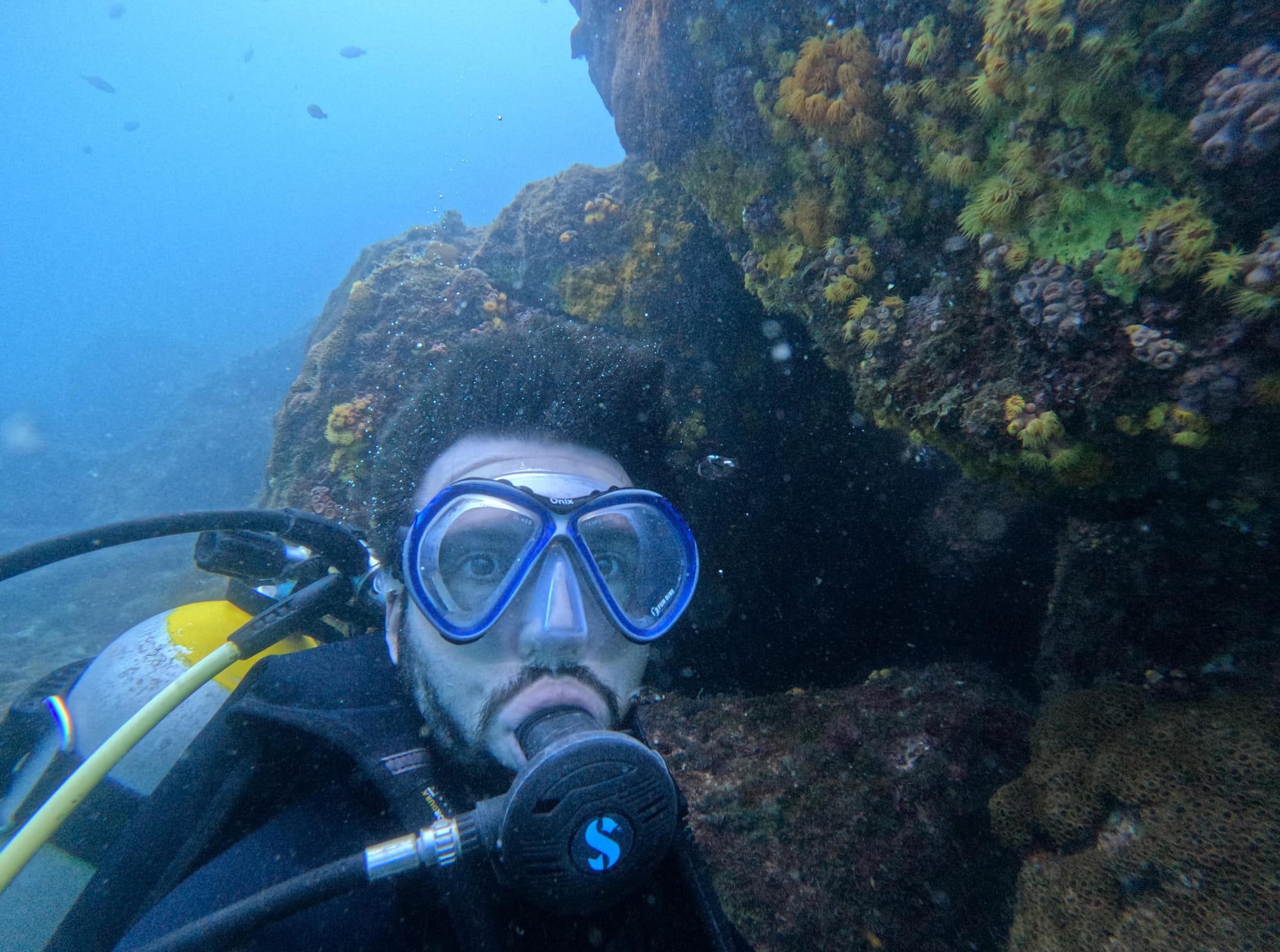 Sun coral: understand the problem caused by an invasive species on the Brazilian coast