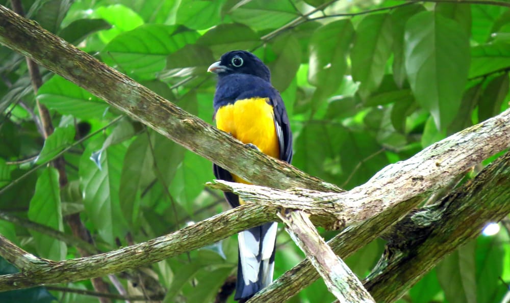 Biodiversidade