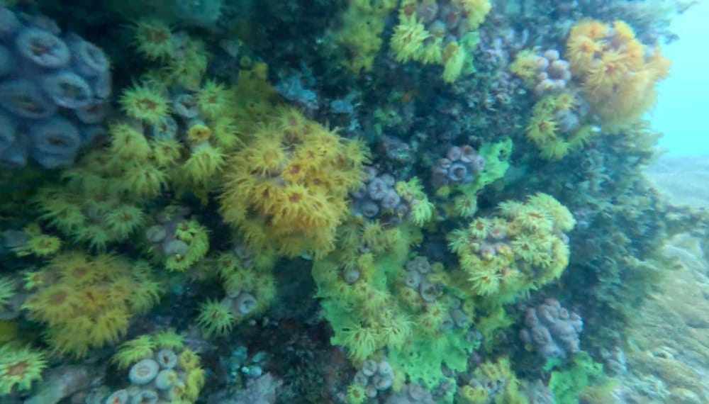 Sun coral: data indicate stagnation in the species' dispersal in Arraial do Cabo