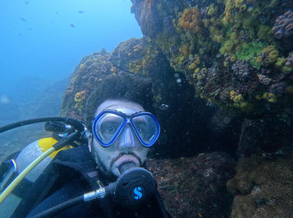 Sun coral: understand the problem caused by an invasive species on the Brazilian coast