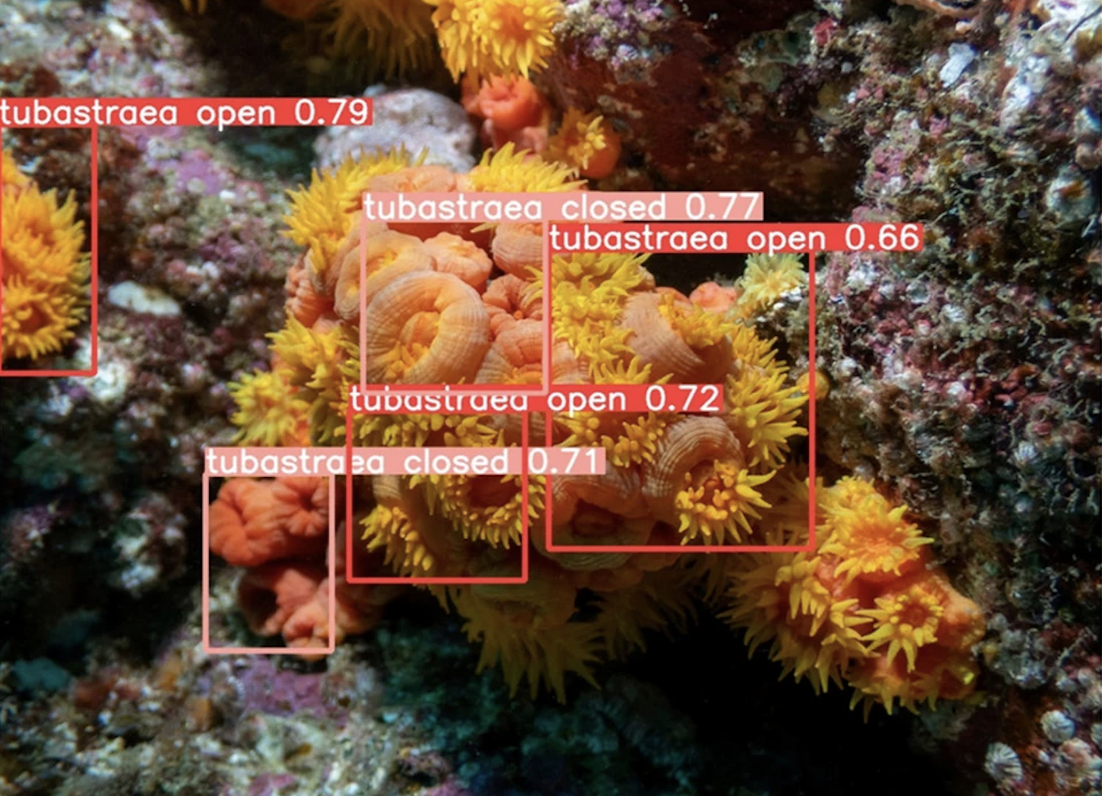 #04 Application that uses AI to identify sun coral still has limitations