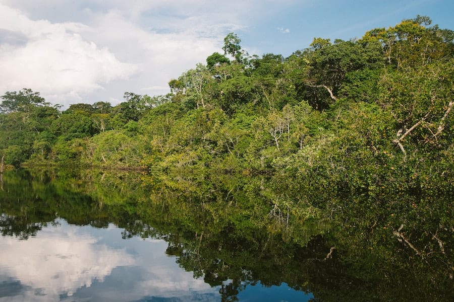 Amazônia brasileira / Foto: Nathalia Segato on Unsplash