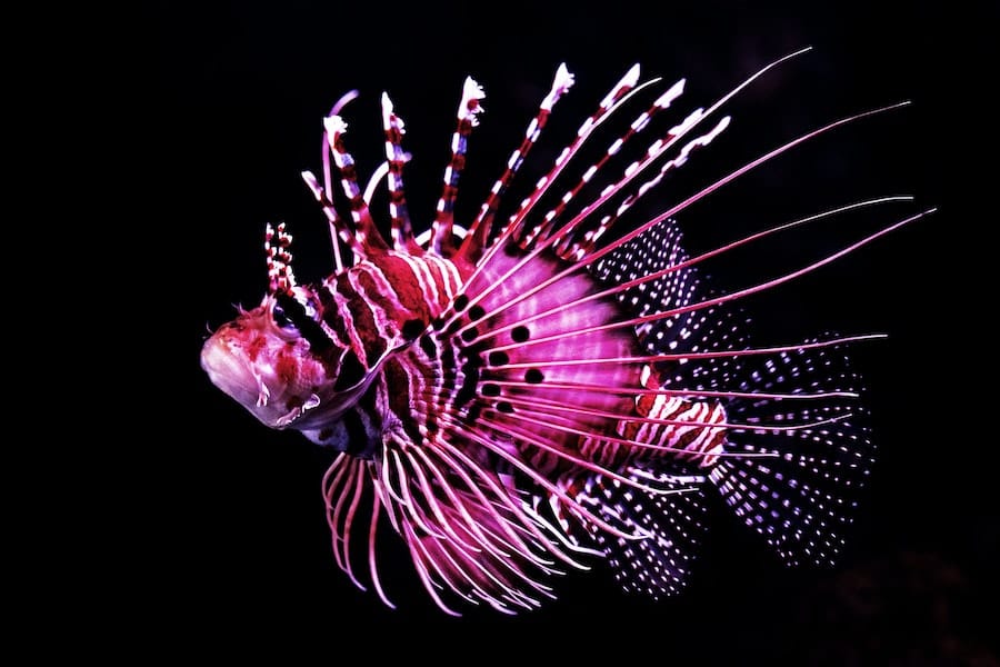 Peixe-leão é originário do Caribe e chegou até águas brasileiras / Foto: David Clode/Unsplash