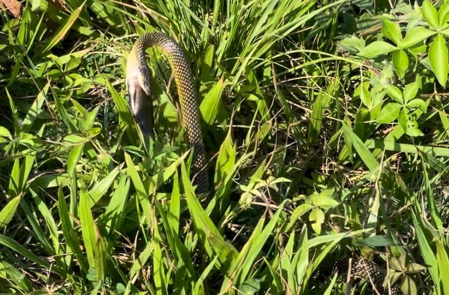 Vídeo: encontramos uma cobra na Lagoa Rodrigo de Freitas, no Rio de Janeiro