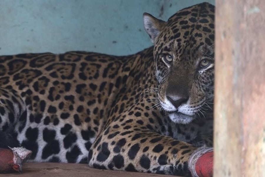 Morre ‘Antã’, onça-pintada que tinha sido resgatada dos incêndios no Pantanal