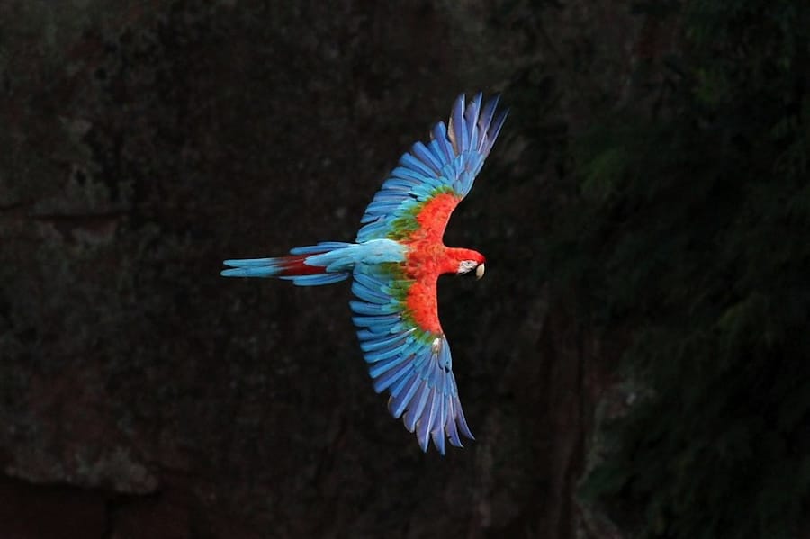 COP16, da Biodiversidade, termina sem acordo de financiamento para preservação