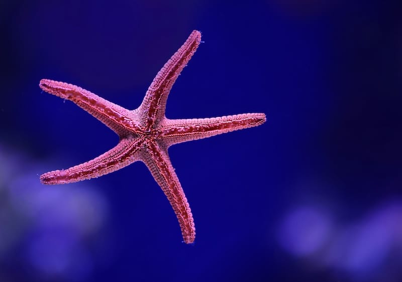Using AI, we created a daily quiz about the oceans