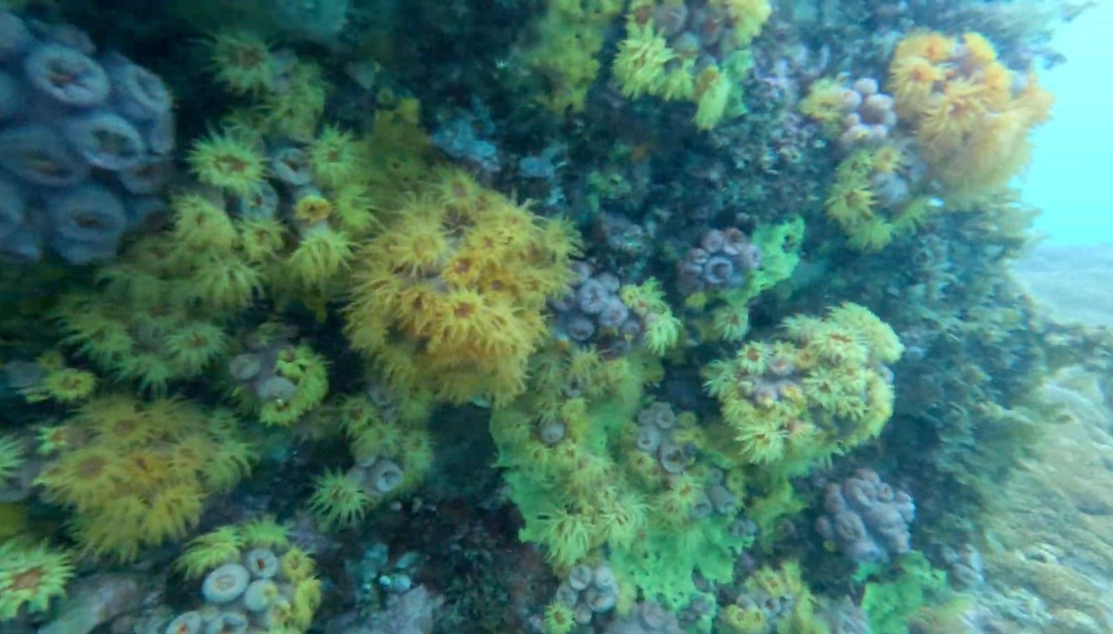 Coral-sol: dados indicam estagnação na dissipação da espécie em Arraial do Cabo