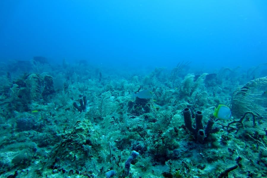 Correio Sabiá faz série sobre oceanos / 📸 NOAA/Unsplash
