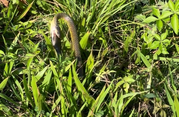 Imagem mostra cobra abocanhando peixe num gramado localizado à beira da Lagoa Rodrigo de Freitas, Zona Sul da cidade do Rio.