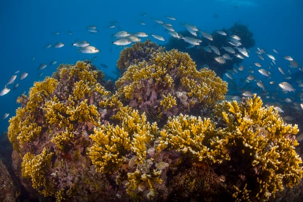 Two of the main coral species in Abrolhos decline, research shows