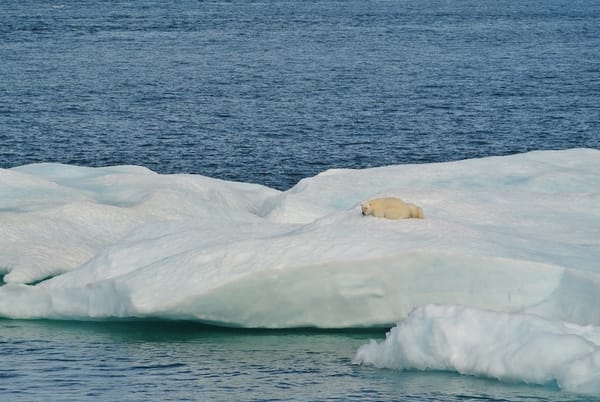 Imagem mostra um urso polar, sozinho, deitado numa geleira rodeada de água