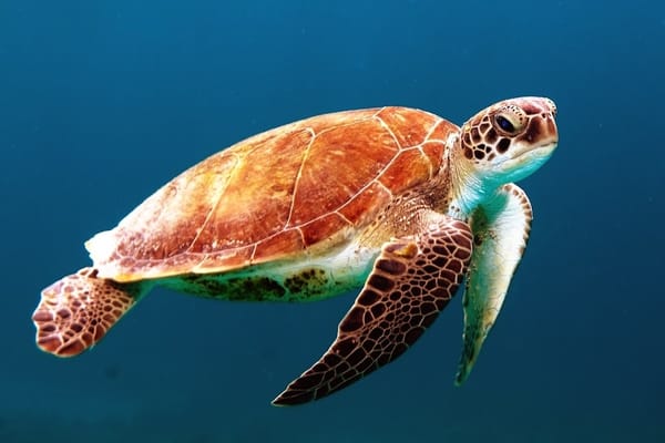 Conferência da ONU vai debater fortalecimento de agenda sustentável dos oceanos / Foto: Wexor Tmg/Unsplash