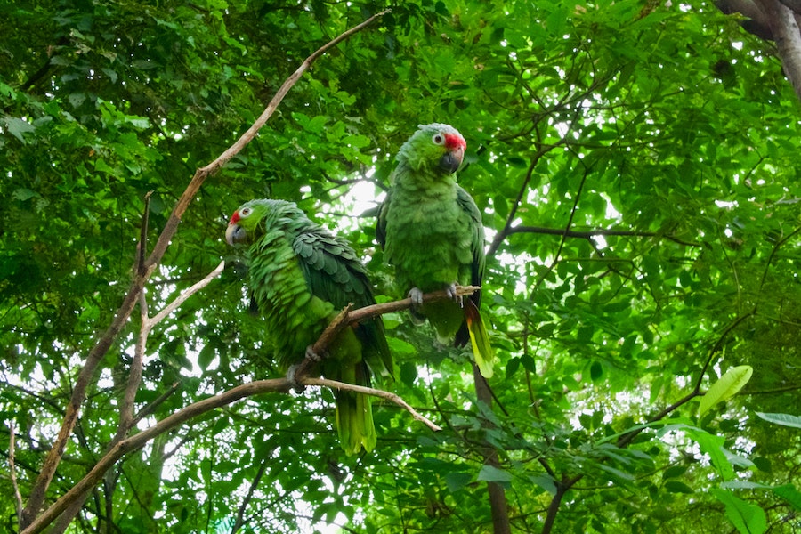 Papagaios na floresta no Equador, em Guayaquil / Foto: Ryk Porras/Unsplash